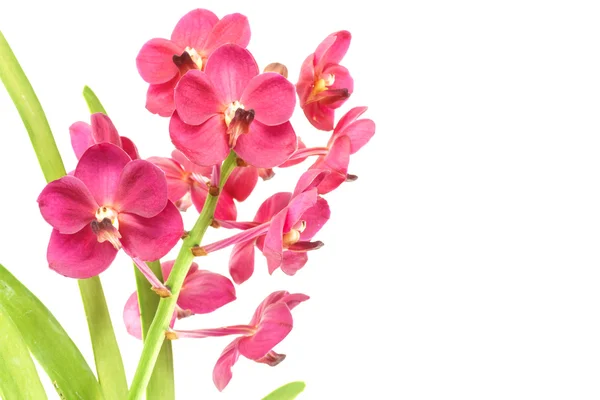 Uma orquídea magenta — Fotografia de Stock