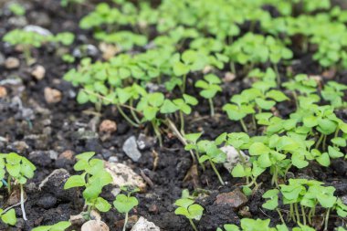 Genç bir bitkinin yakınında.