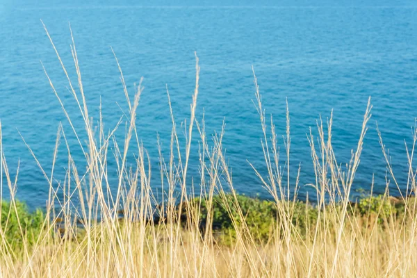 Сухая трава на побережье — стоковое фото