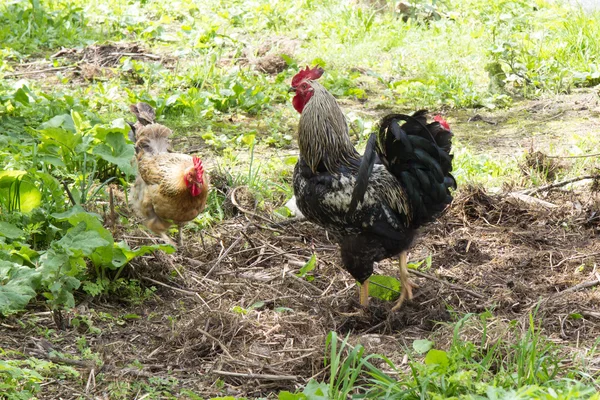 Плісирований член з коричневою куркою стоїть на землі — стокове фото