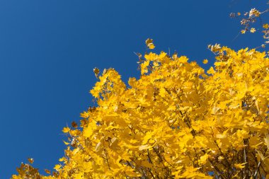 Mavi arkaplanda sarı akçaağaç yaprakları