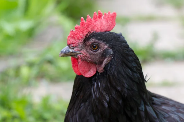 Cabeza de pollo negro Imagen de archivo