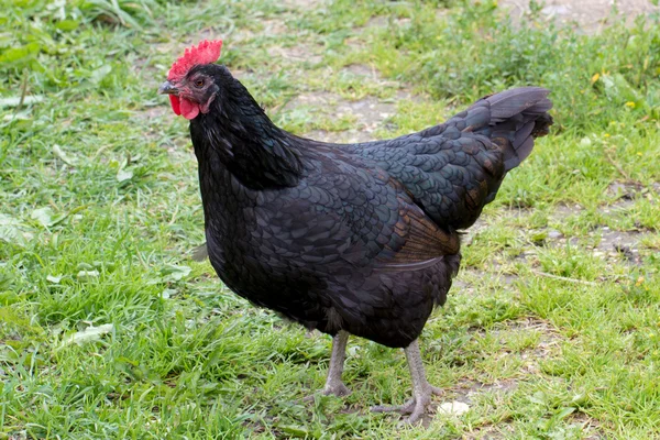 Schwarzes Huhn auf Gras Stockfoto