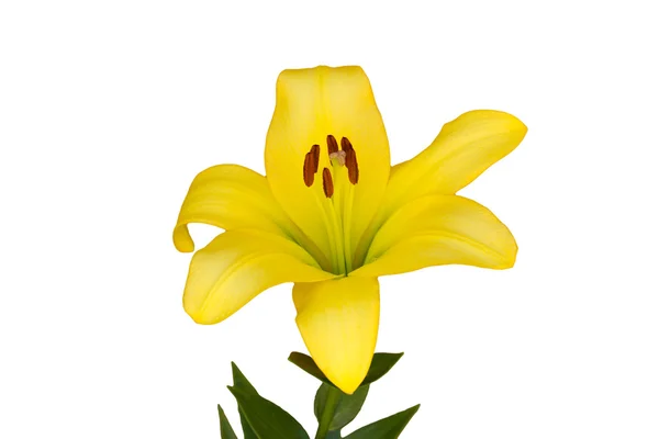 İzole sarı Zambak çiçeği — Stok fotoğraf