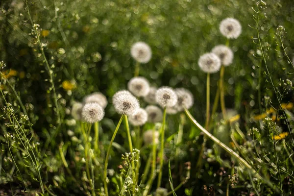 Small fluffy dandelions — Stock Photo, Image