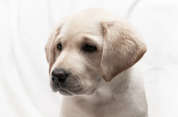 Witte labrador retriever pup hond — Stockfoto