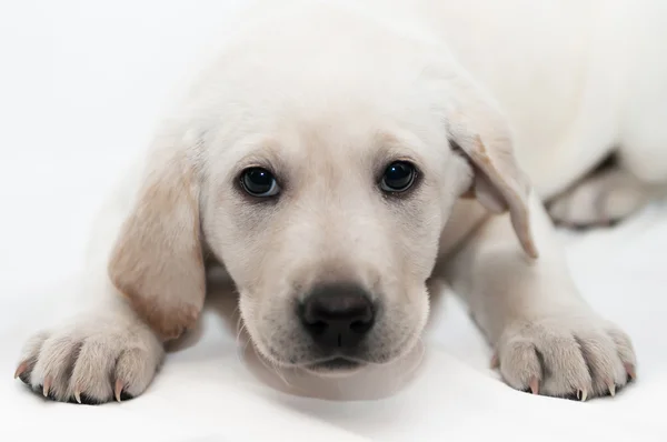 Beyaz labrador retriever köpek yavrusu