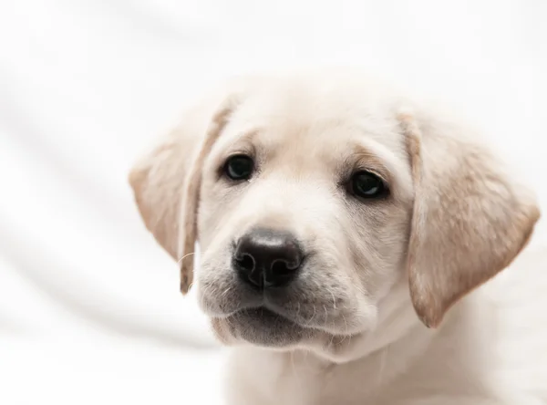 Beyaz labrador retriever köpek yavrusu