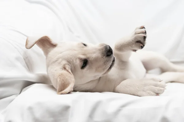 Beyaz labrador retriever köpek yavrusu