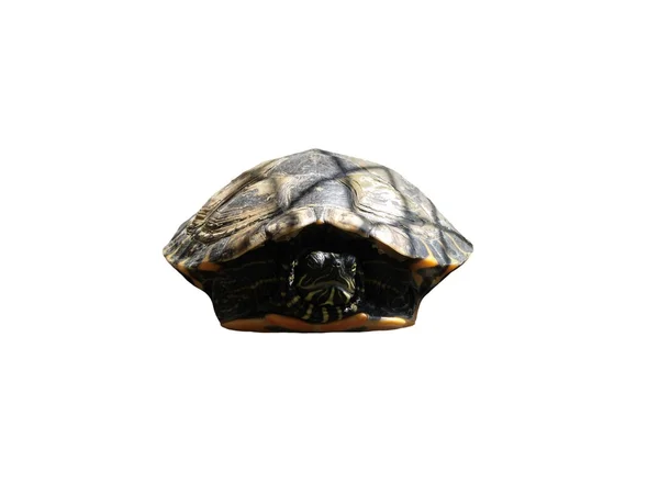 Amerikanska Turtle (hydro medusa) — Stockfoto