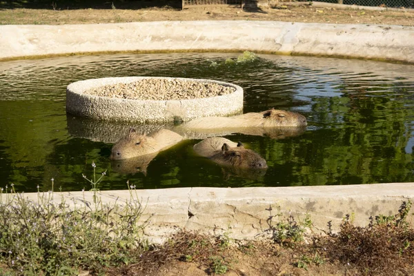 Семейство Capivaras Hydrochoerus Hydrochaeris Неволе Воде Жаркий Летний День — стоковое фото