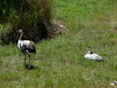 Sıcak bir yaz öğleden sonrasında, bitki örtüsünün ortasında vahşi bir vinç taze gölge ve yiyecek arıyor.                              