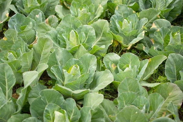 Field Green Cabbages Ripening — Stock Photo, Image