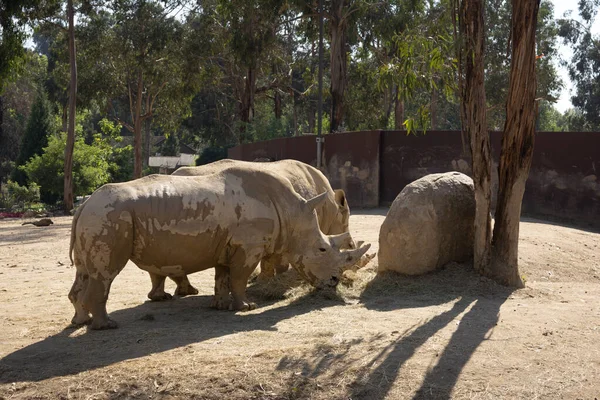 Sıcak bir yaz gününde çamur banyosundan sonra zooloji parkında tutsak edilen bir çift beyaz gergedan (Ceratotherium simum).