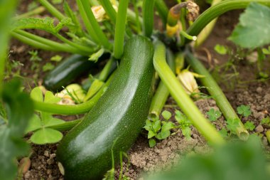 Tarım tarlalarında yeşil kabak bitkisi geliştirme aşamasında