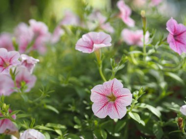 Petunya. Kolay dalga rengi pembe çiçek. Bahçede açan güzel.
