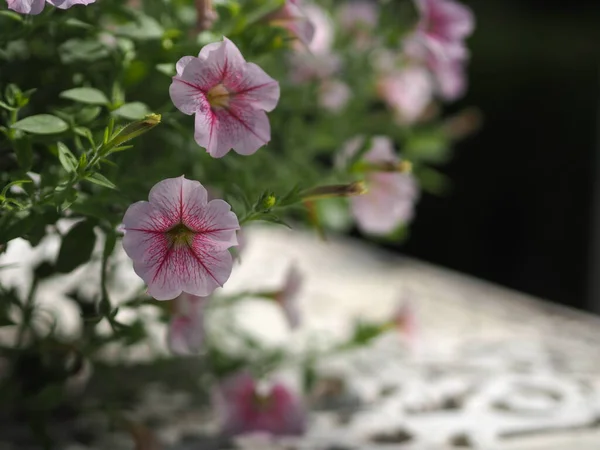 Petunia Easy Ola Color Rosa Flor Hermosa Floración Jardín Borrosa —  Fotos de Stock