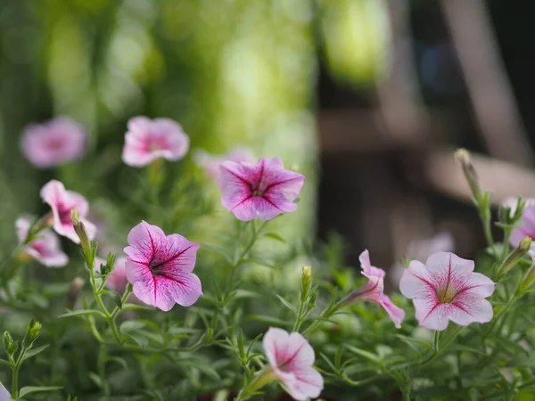 Petunia Εύκολη Κύμα Χρώμα Ροζ Λουλούδι Όμορφη Ανθίζοντας Στον Κήπο — Φωτογραφία Αρχείου