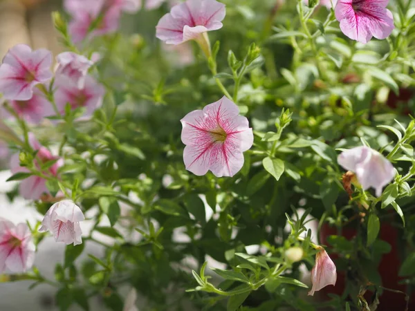Petunia Easy Ola Color Rosa Flor Hermosa Floración Jardín Borrosa —  Fotos de Stock