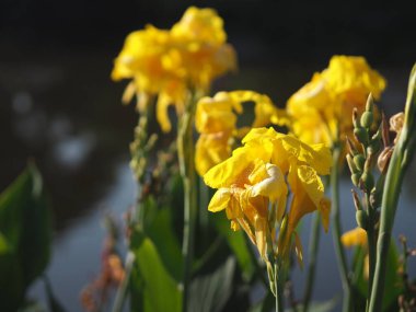 Sarı renkli Hindistan çiçeği, Hindistan kısa bitki, Hindistan çekimi, Butsarana, Cannas, Canna nilüfer, Canna indica, Canna CANNACEAE, çiçek açan bir buket gibi, dalın sonunda bulanık doğa arka planında çiçek açması