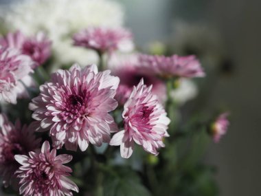 Violet ve beyaz Gerbera, Barberton papatya çiçeği su bardağında güzel bir buket