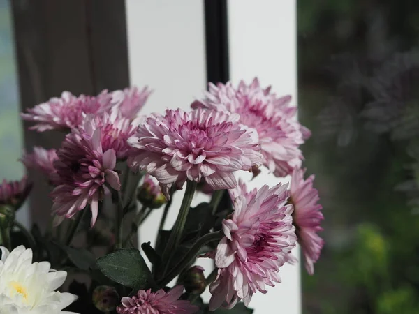 Violetti Valkoinen Gerbera Barberton Päivänkakkara Kukka Kaunis Kukkakimppu Vesilasissa Värikäs — kuvapankkivalokuva