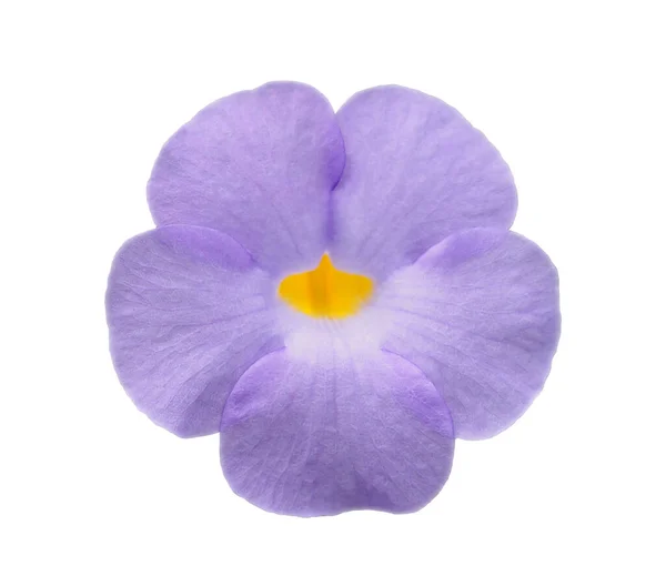 Isolato Fiore Viola Contorno Tagliato Sfondo Bianco — Foto Stock