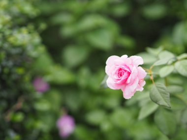 Pembe gül çiçek aranjmanı. Bahçede açan güzel buket. Arka plan bulanık.