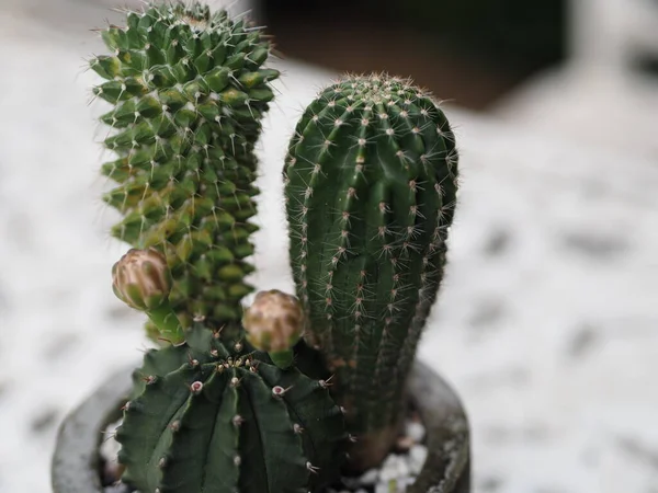 Cactus Tree Green Trunk Has Sharp Spikes Flower Blooming Terracotta — Stock Photo, Image