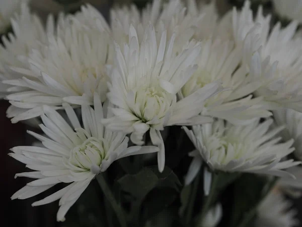 Weiße Gerbera Blumenstrauß Schöne Natur Hintergrund — Stockfoto