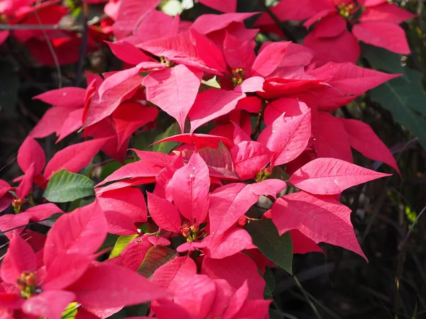 Christmas Star Poinsettia Green Red Leaves Tree Blooming Garden Nature — Stock Photo, Image