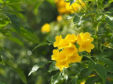 Sarı Elder, Magnoliophyta, Angiospermae lakabı Altın sarısı trompet çiçeği, yaşlı yaşlı, trompet çalısı, arka planda güzelleşen Tecoma stanları dalların sonunda bir buket çiçeğe dönüşüyorlar. 