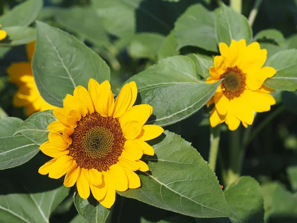 Pianta Girasole Piccolo Fiore Giallo Che Fiorisce Giardino Sfocato Sfondo — Foto Stock