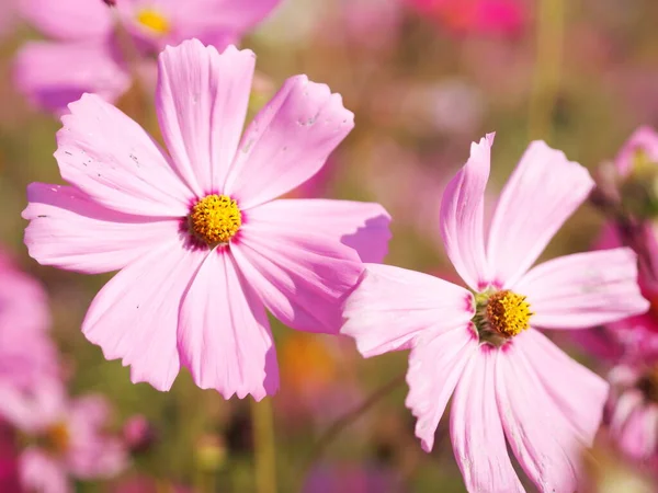 Cosmos Blomma Våren Trädgården Rosa Färg Suddig Naturen Bakgrund — Stockfoto