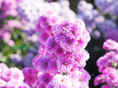 Bahçede açan yumuşak, pembe çiçek. Doğanın arka planında bulanık.