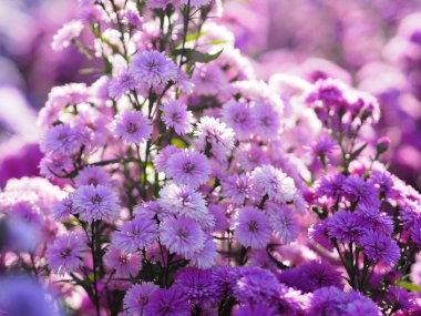 Bahçede açan yumuşak, pembe çiçek. Doğanın arka planında bulanık.