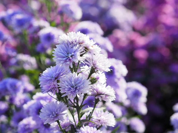 Marguerite Mjuk Violett Blomma Blommar Trädgården Suddig Naturen Bakgrund — Stockfoto