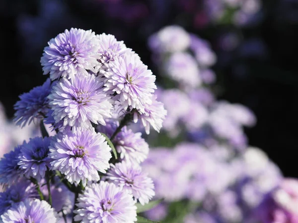 Marguerite Mjuk Violett Blomma Blommar Trädgården Suddig Naturen Bakgrund — Stockfoto