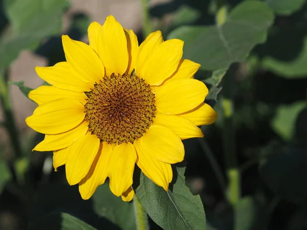 Sunflower plant Small yellow flower blooming in garden blurred of nature background