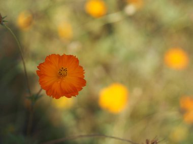 Meksika Aster, Cosmos, Compositae, Kozmos sülfür sarı ve turuncu renkler baharda çiçek açar.