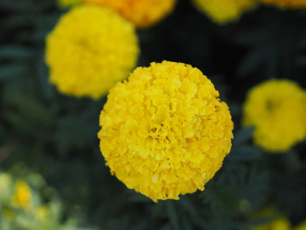 Africano Calêndula Americana Azteca Calêndulas Flor Bela Cor Amarela Flores — Fotografia de Stock