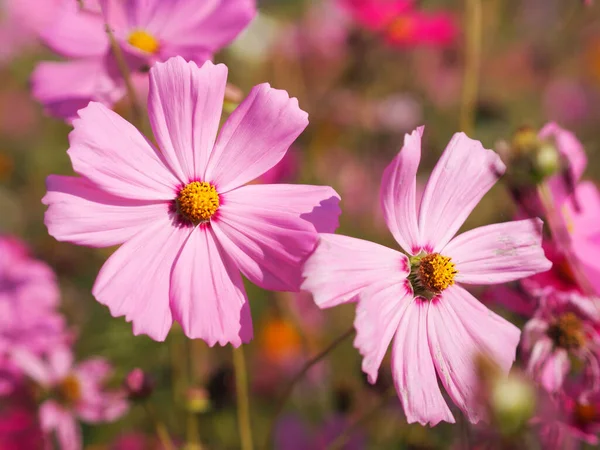 Flor Color Rosa Azufre Cosmos Flores Aster Mexicano Están Floreciendo — Foto de Stock