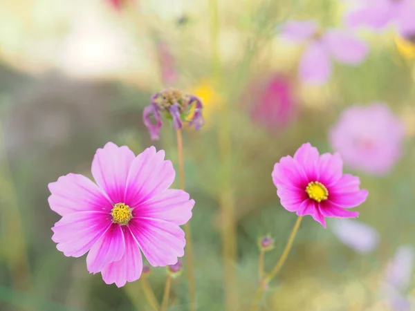 Flor Color Rosa Azufre Cosmos Flores Aster Mexicano Están Floreciendo — Foto de Stock