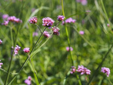 Verbena buketi Bahçede çiçek açan küçük menekşe, arka planda bulanık doğa, metin tasarımı için ön planda metin tasarımı konsepti pankart, duvar kağıdı, web sayfası