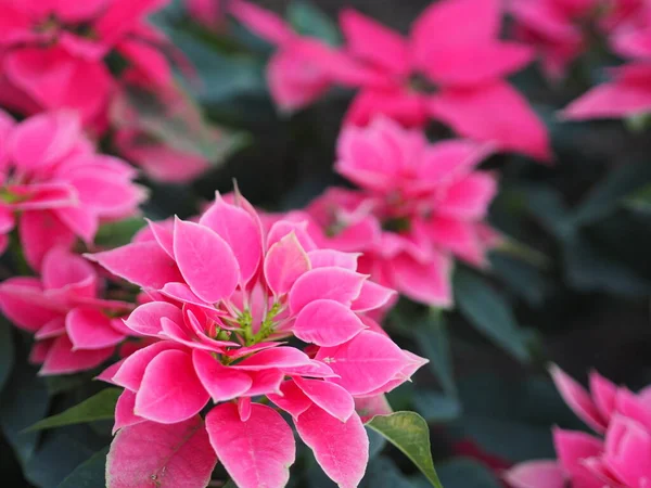 Gwiazda Bożego Narodzenia Poinsettia Zielony Różowy Liści Drzewo Kwitnące Ogrodzie — Zdjęcie stockowe