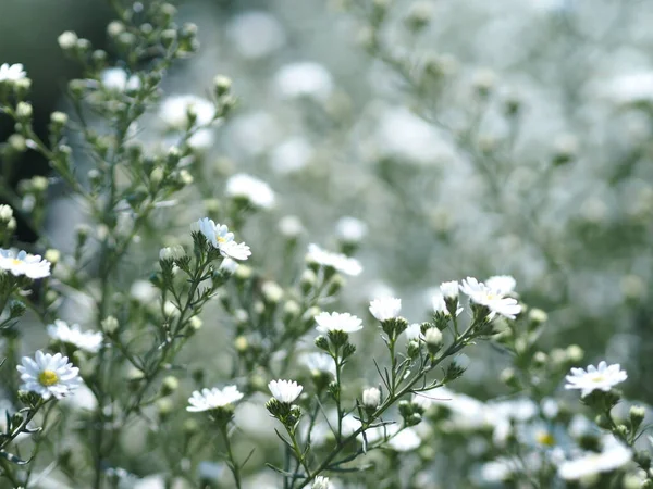 Kesici Aster Çiçeği Solidago Canadensis Asteraceae Biannials Beyaz Renk Çiçekleri — Stok fotoğraf