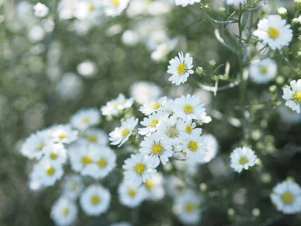 Cutter Aster Flower, Solidago Canadensis, Asteraceae, Biannials white color flowers springtime blooming in garden on blurred of nature background