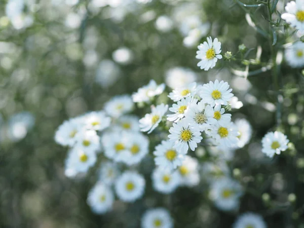 Cutter Aster Flower Solidago Canadensis Asteraceae Biannials White Color Flowers — стоковое фото