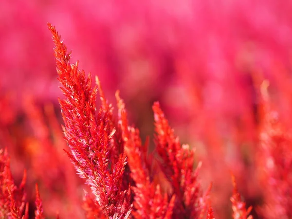 Pettine Galli Foxtail Amaranto Colore Rosso Celosia Argentea Amaranthaceae Fiori — Foto Stock