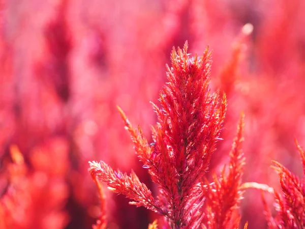 Hähne Kamm Fuchsschwanz Amaranth Rote Farbe Celosia Argentea Amaranthaceae Blumen — Stockfoto